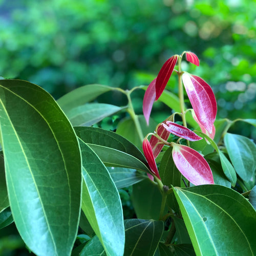 Cinnamon Leaf Essential Oil