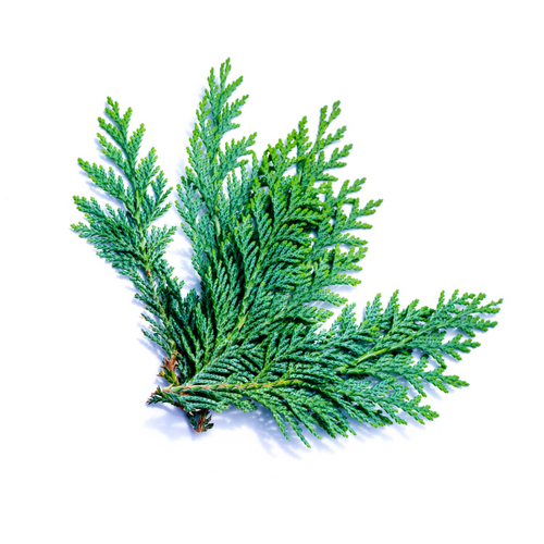 Cypress Essential Oil