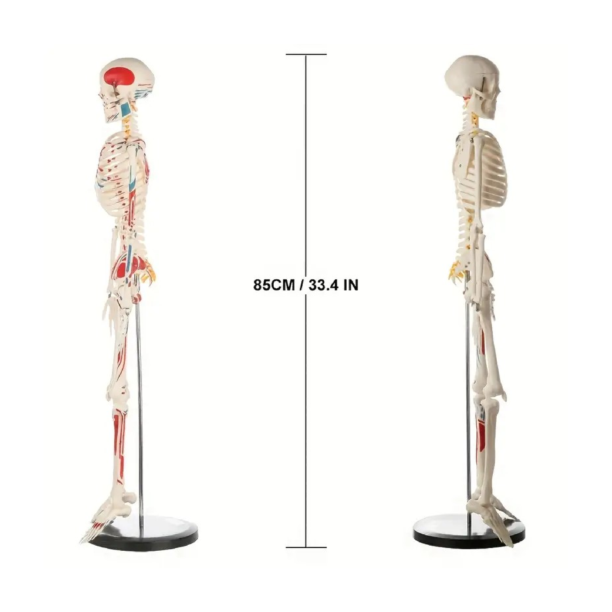 Anatomical Model - Human Skeletal System - 33.4