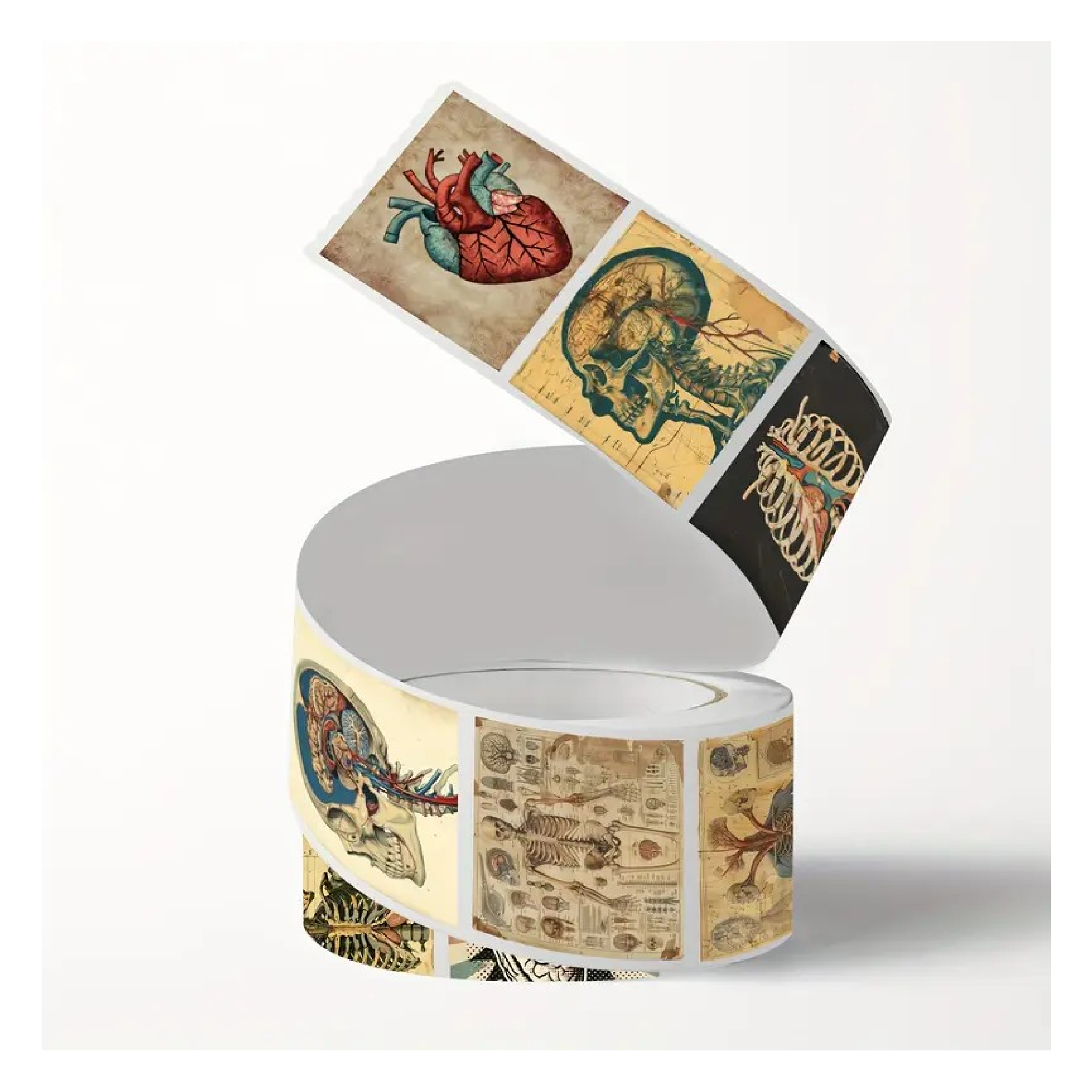 Stickers - Human Anatomy - Roll of 500