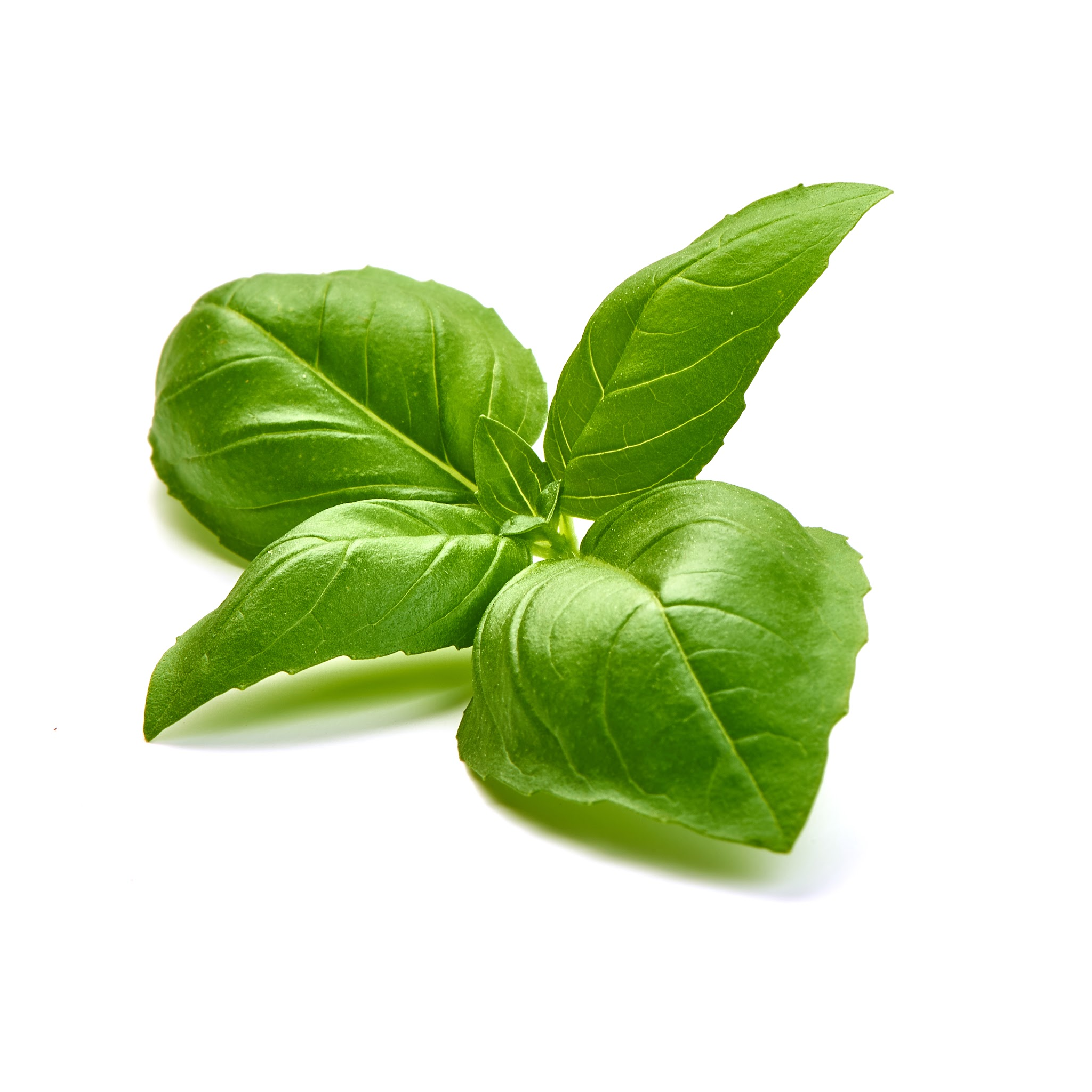 Basil - Essential Oil - USDA Organic - Steam Distilled