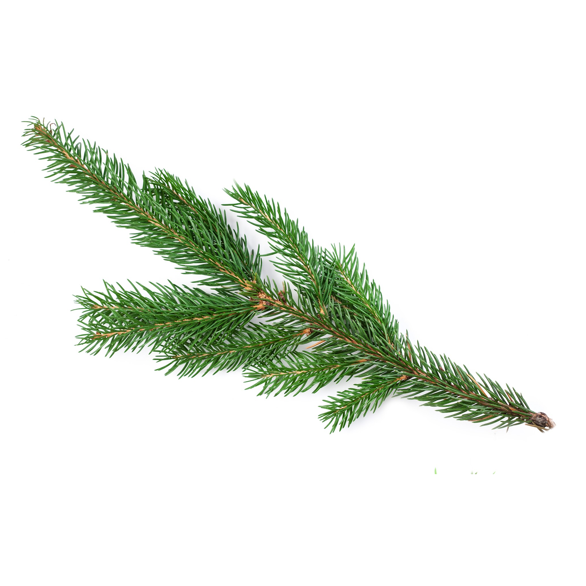 Sapin baumier - Huile essentielle - Biologique - Distillée à la vapeur