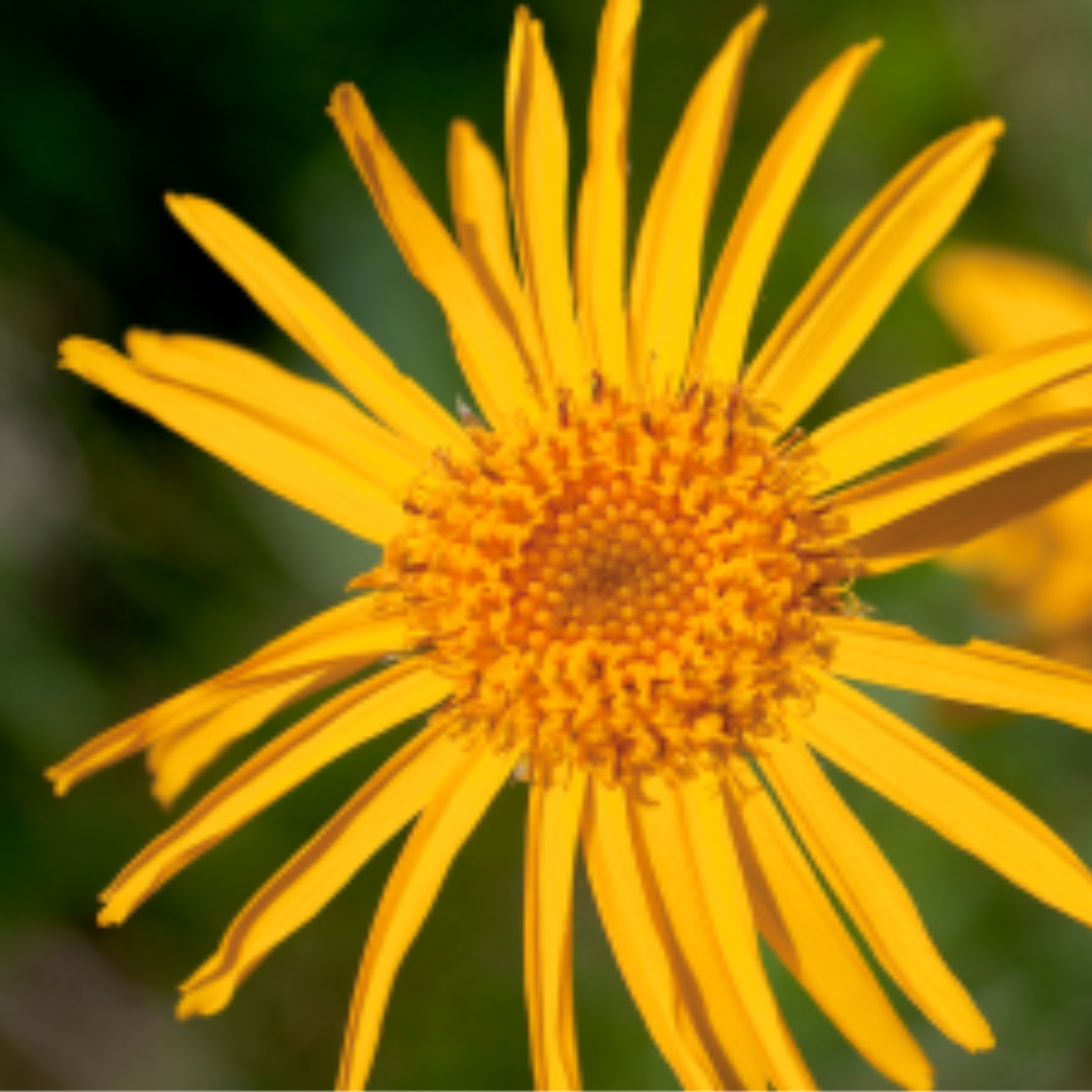 Herbal Oil - - Arnica - - 500 ml. - Made In Canada