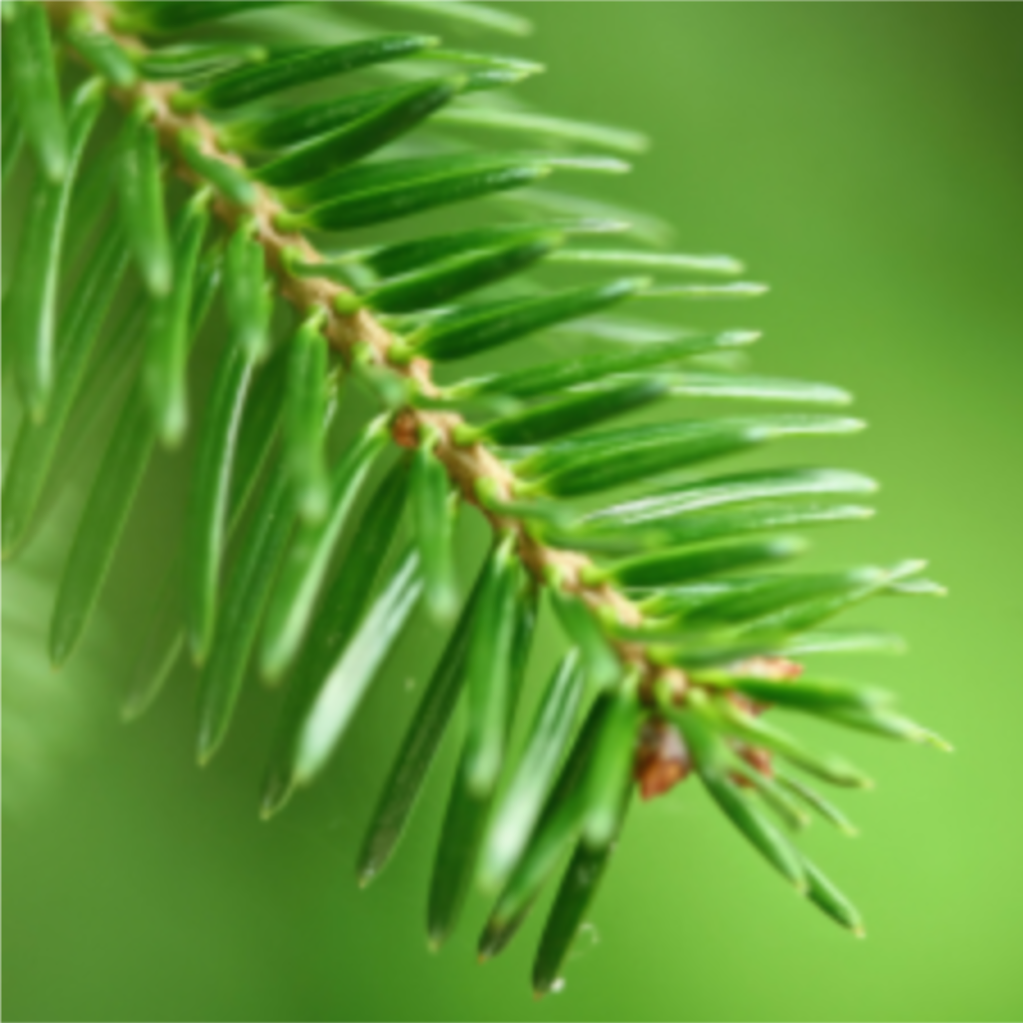 Balsam Fir Essential Oil