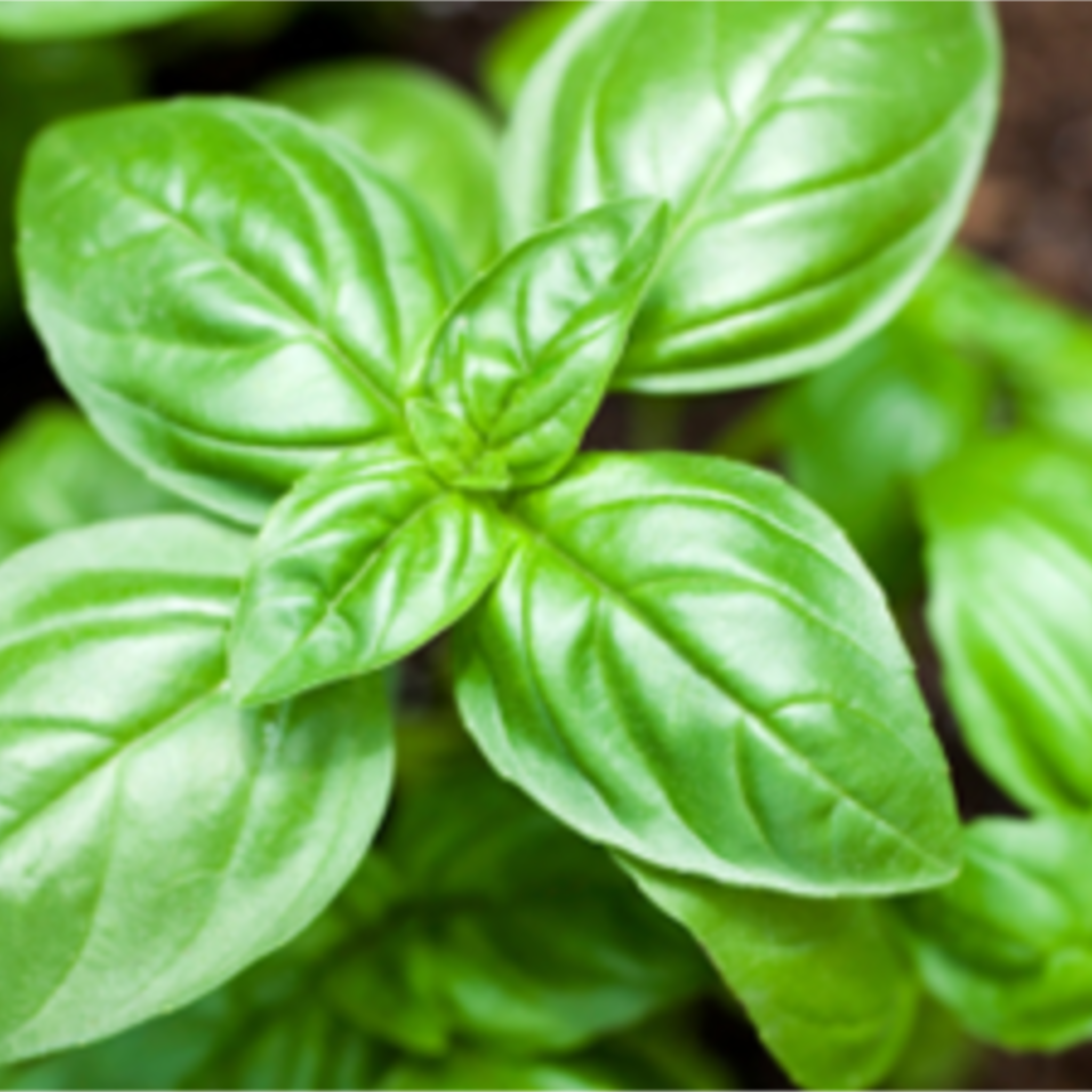 Basil Essential Oil