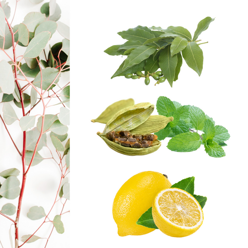 Breathe Easy Synergy Blend Essential Oils