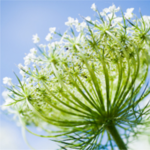 Carrot Seed Essential Oil
