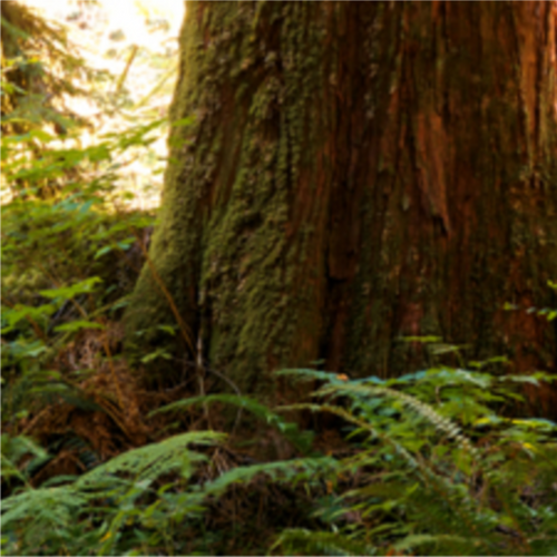Cedarwood Essential Oil