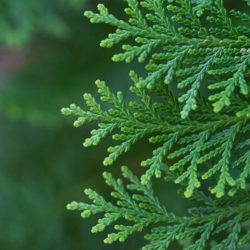 Cedarwood Essential Oil for Aromatherapy