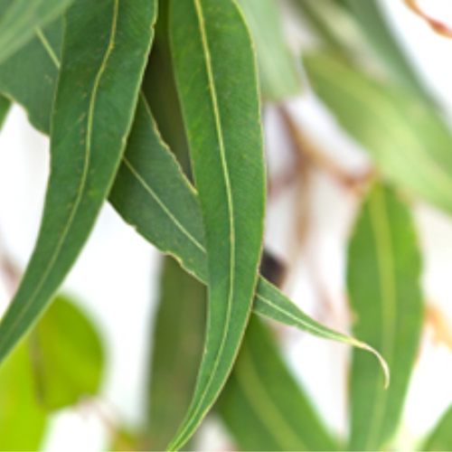 Eucalyptus Essential Oil