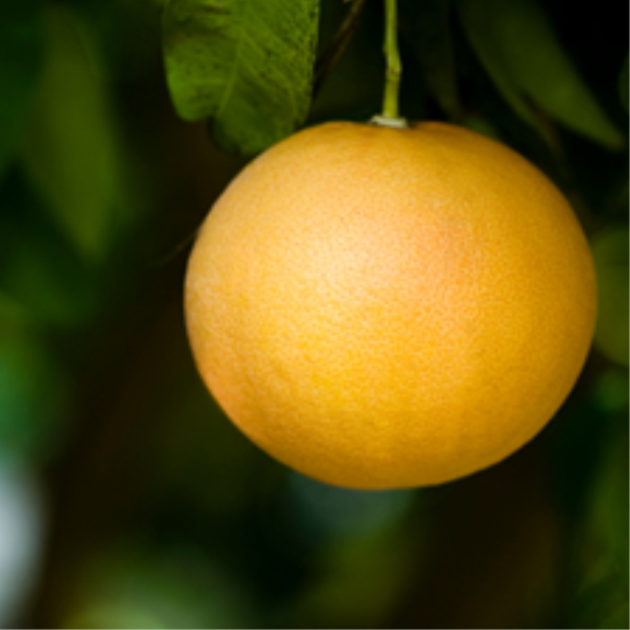 Grapefruit Essential Oil