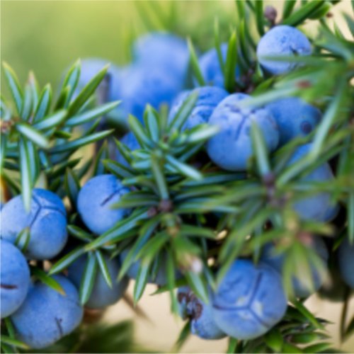 Juniper Berry Essential Oil