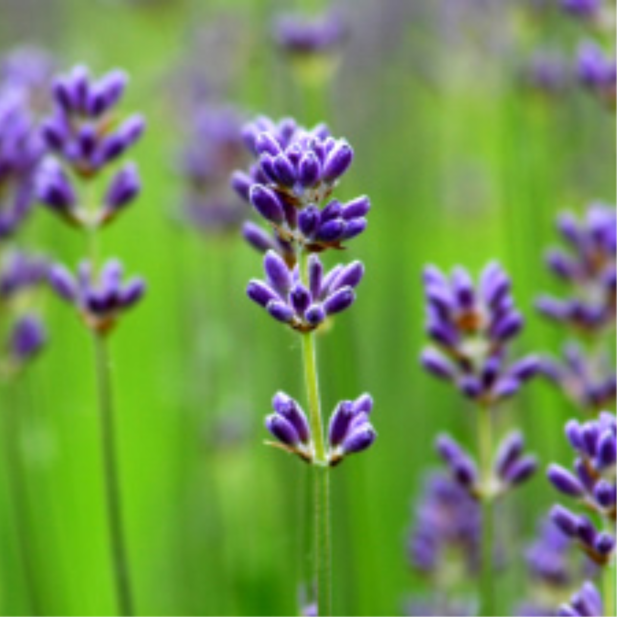 Lavender Essential Oil