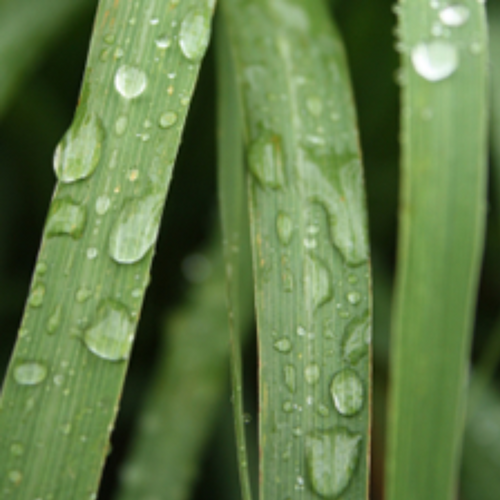 Lemongrass Essential Oil
