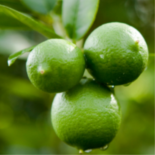 Lime Essential Oil