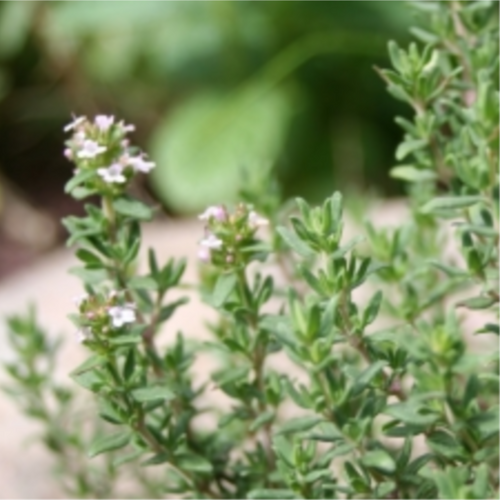 Marjoram Essential Oil