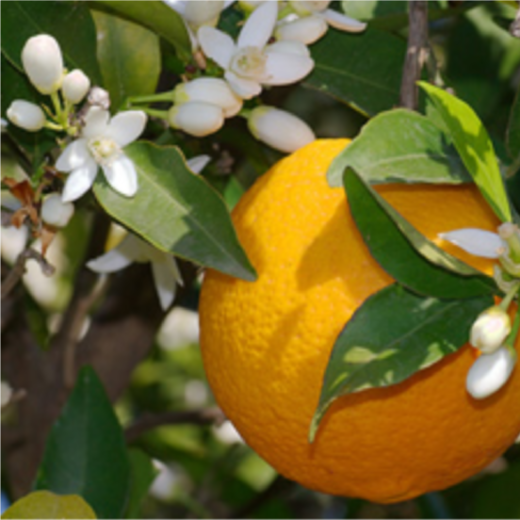 Orange Essential Oil