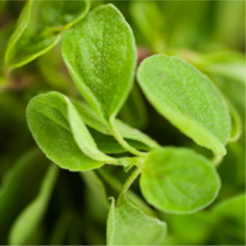 Oregano Essential Oil