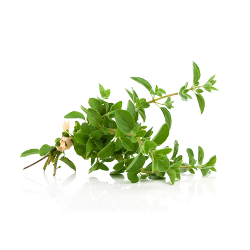 Oregano Essential Oil