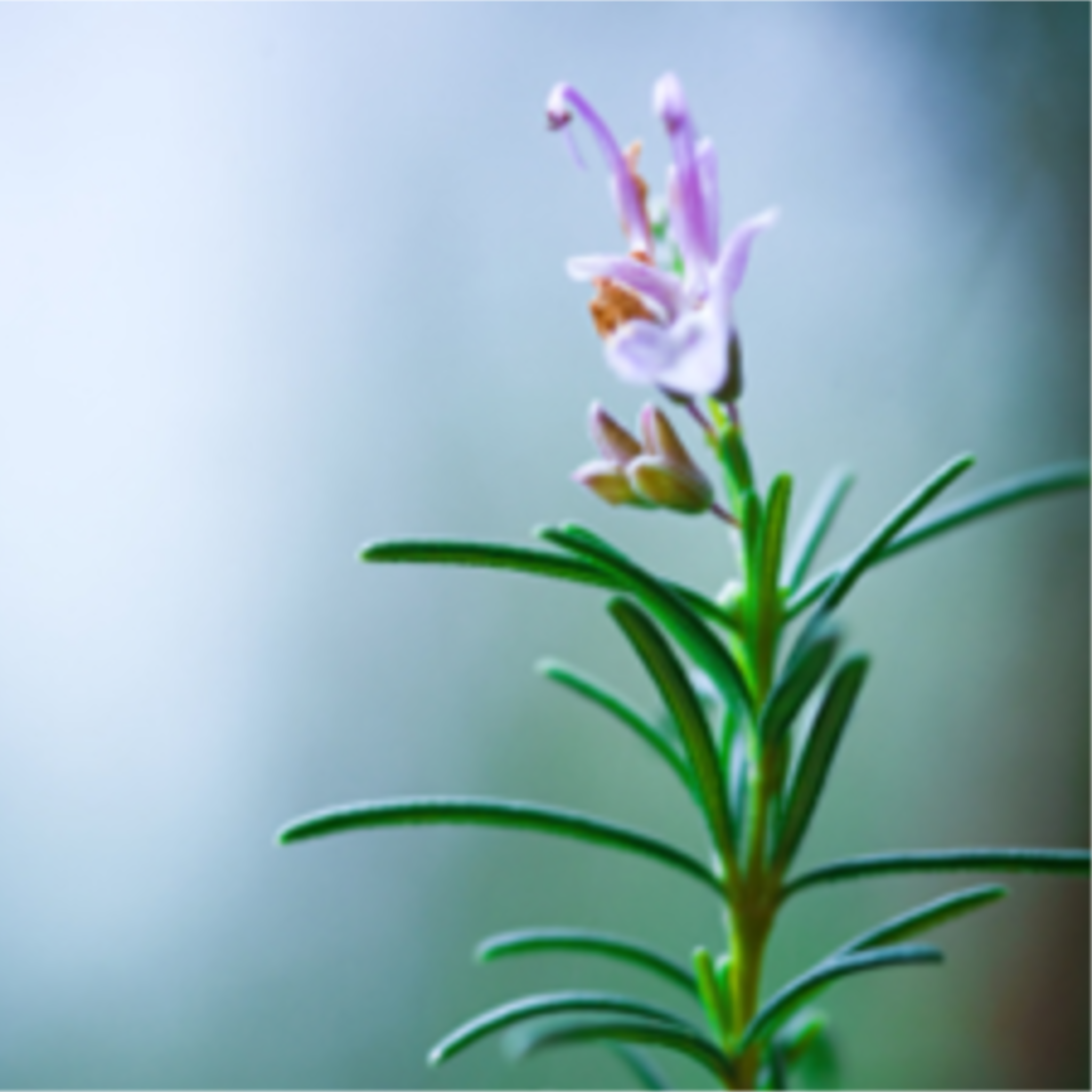 Rosemary Essential Oil