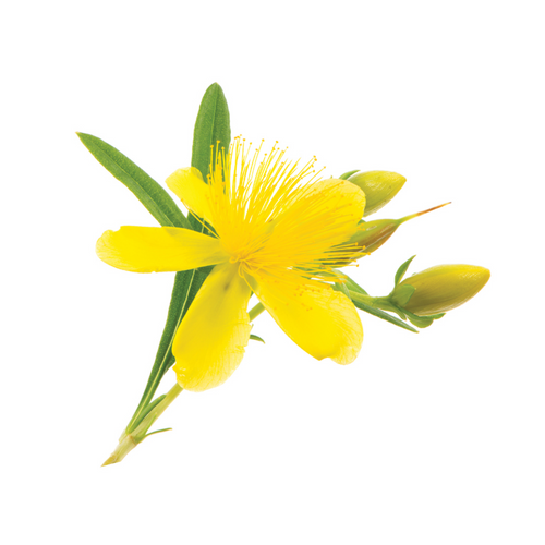St. John's Wort Herbal Oil