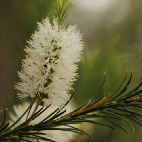 Tea Tree Essential Oil
