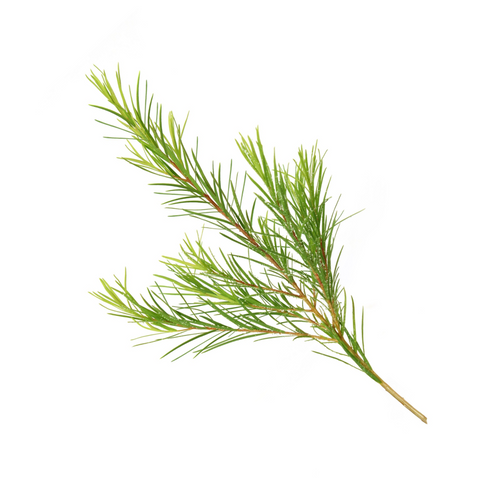 Tea Tree Essential Oil Melaleuca