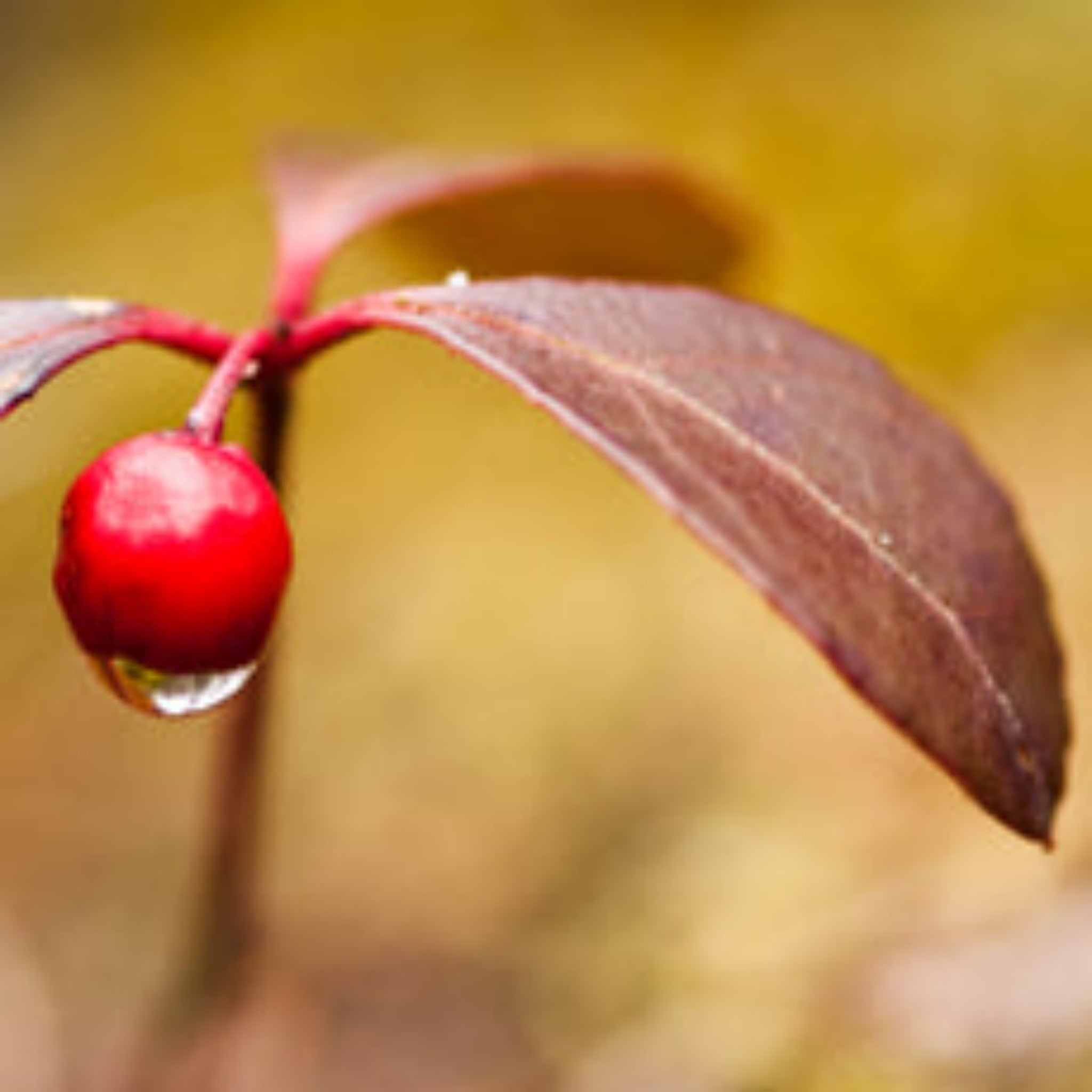 Wintergreen Organic Essential Oil