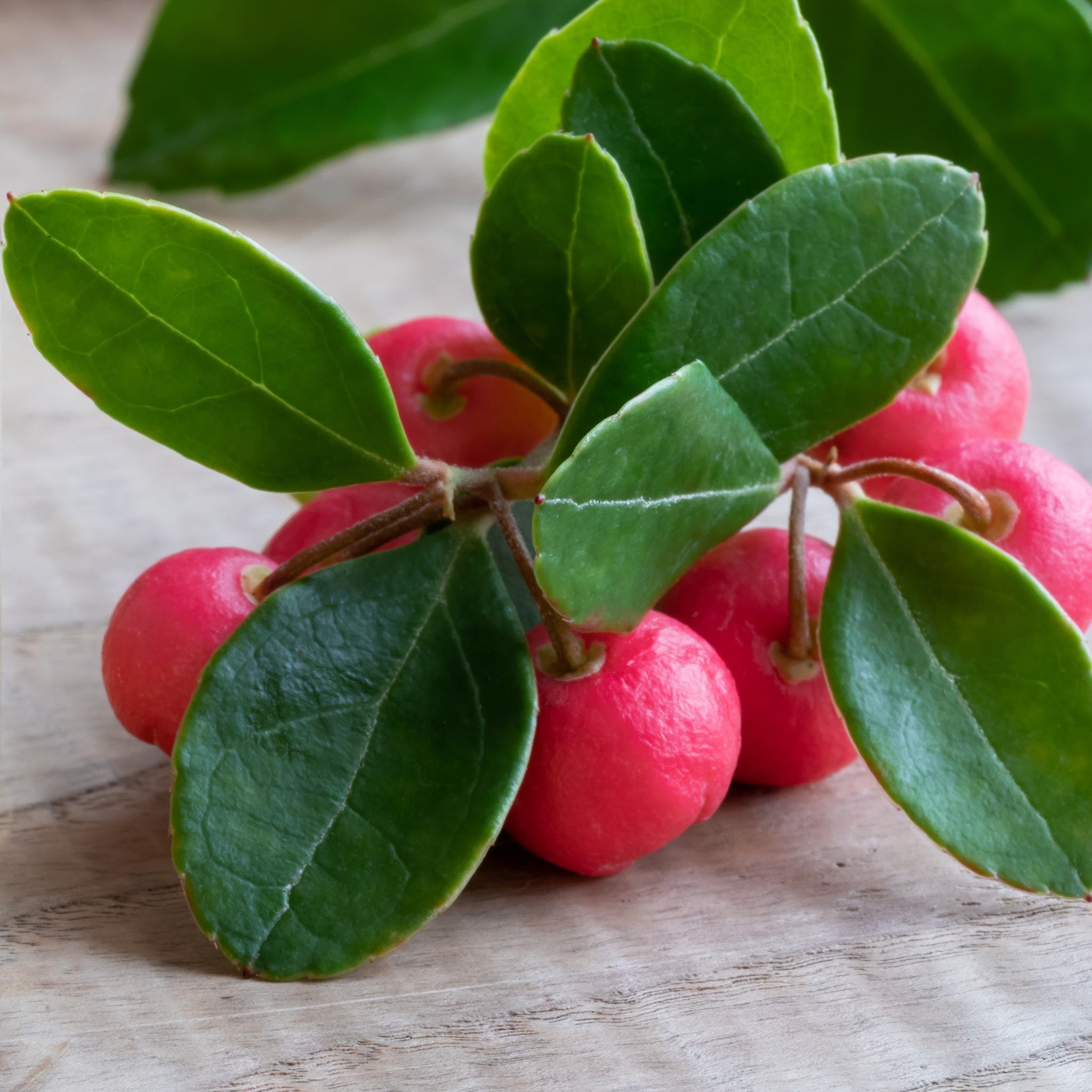 Wintergreen - Essential Oil - USDA Organic - Steam Distilled