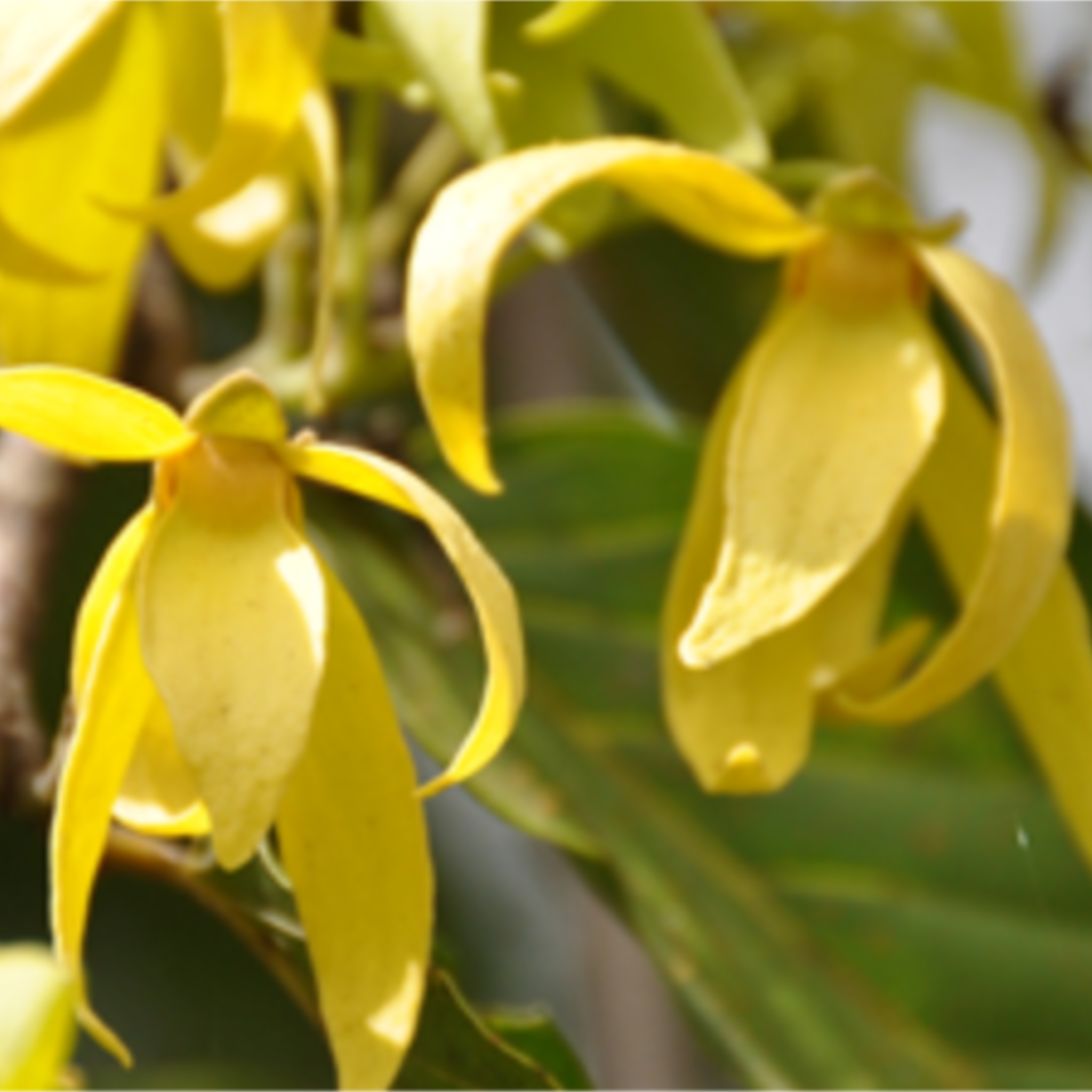 Ylang Ylang Essential Oil