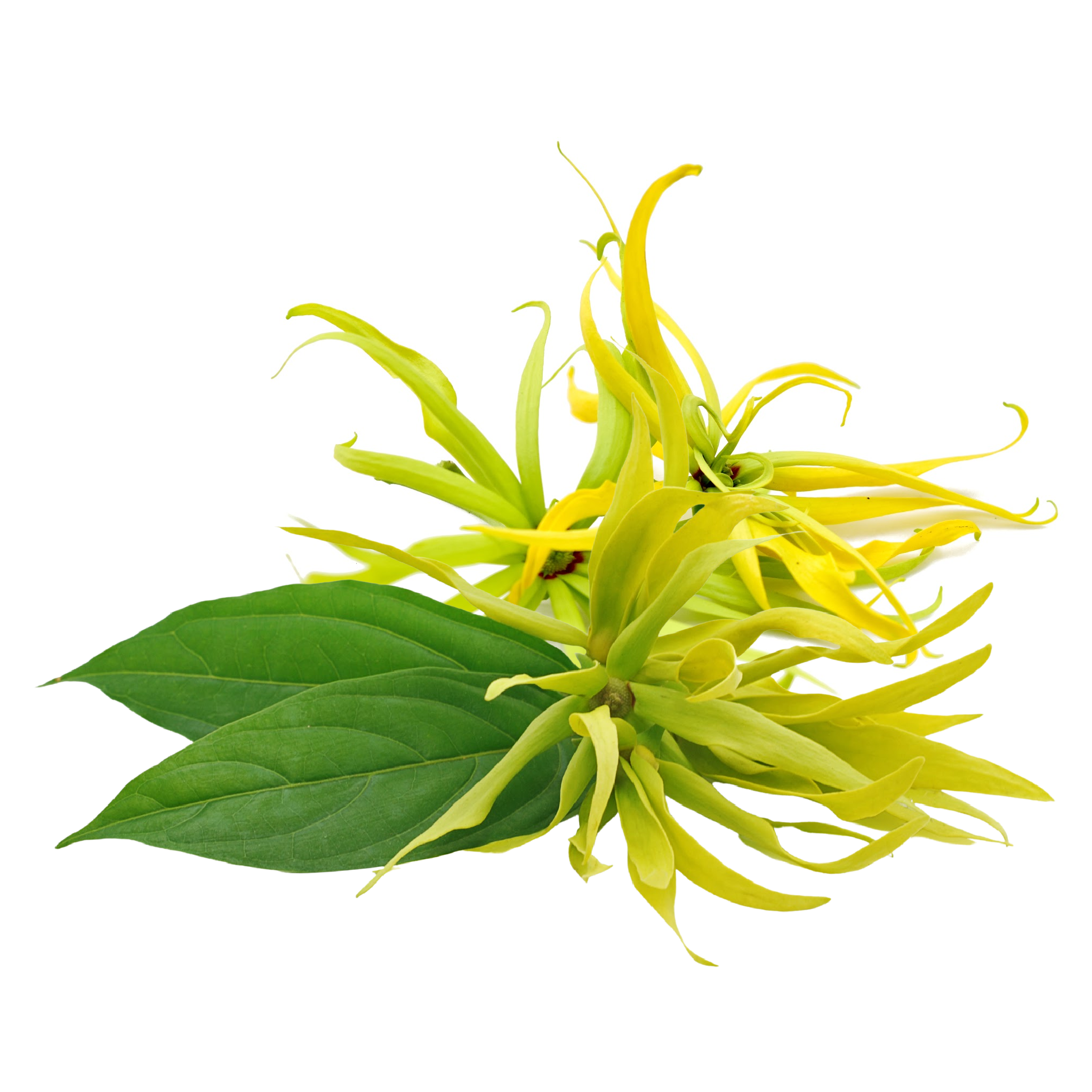 Ylang Ylang – Huile essentielle – Distillée à la vapeur – Flacon en verre ambré de 15 ml