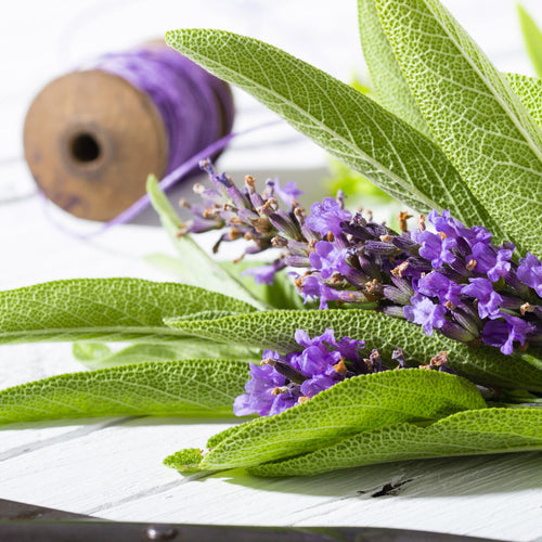 Sage Essential Oil Organic