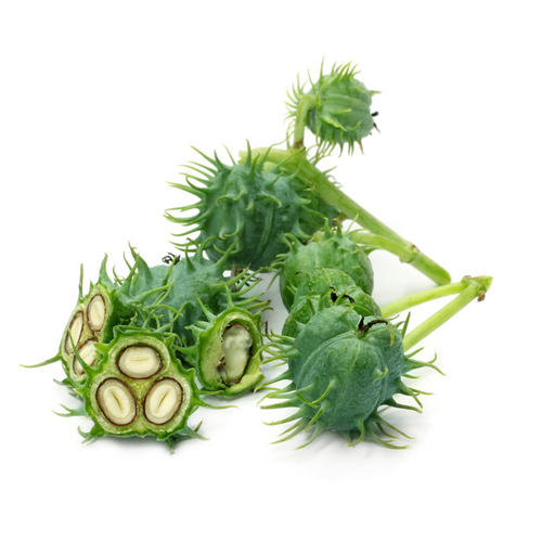 Organic Castor Oil