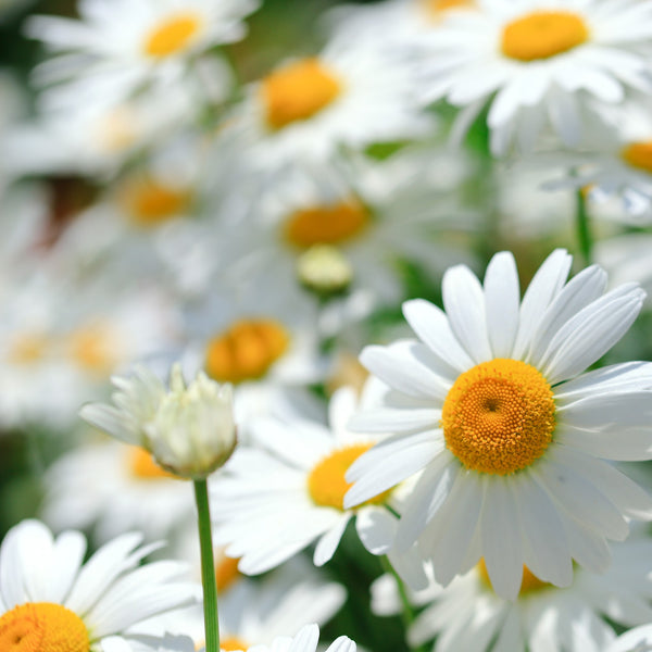 Roman Chamomile 3% Dilution