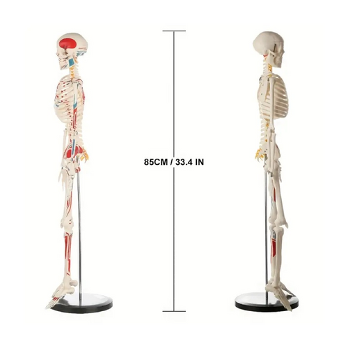 Human Skeleton