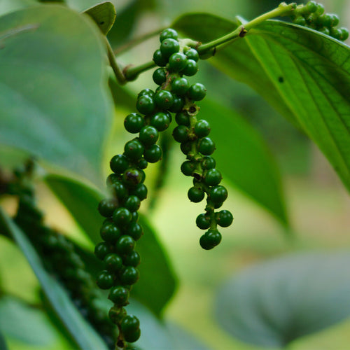 Black Pepper Essential Oil