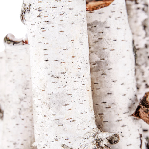 Birch Essential Oil