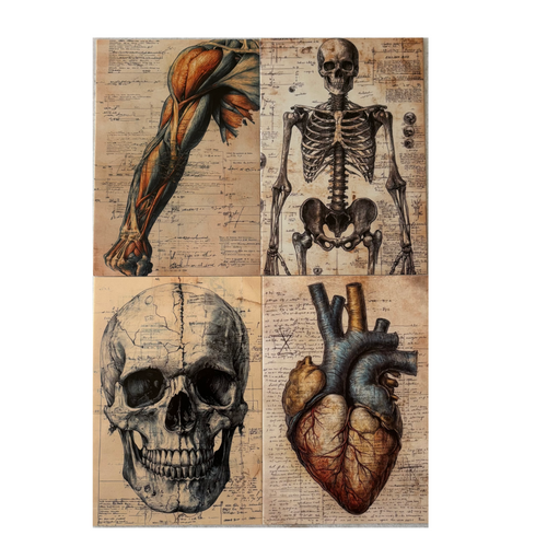 Anatomy Postcards