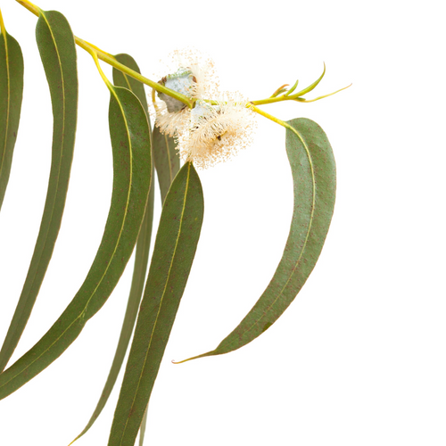 Eucalyptus Floral Water 