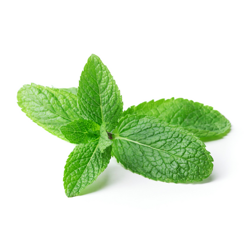 Spearmint Floral Water