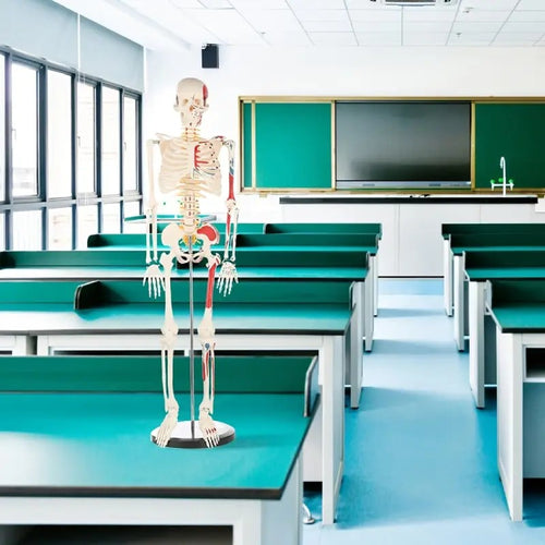 Anatomical Model Human Skeletal System