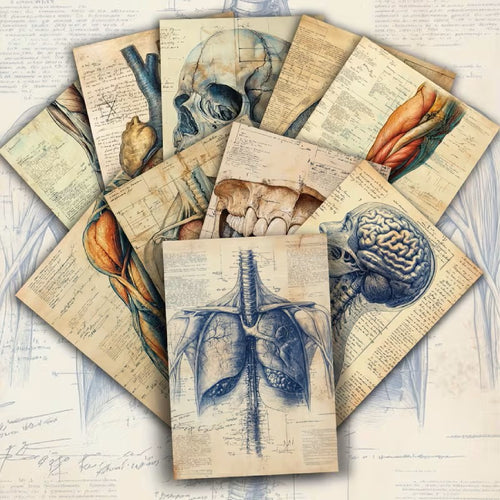 Anatomy Postcard Vintage