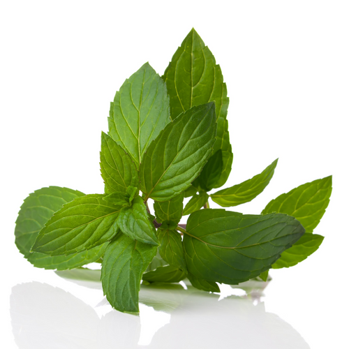 Peppermint Floral Water