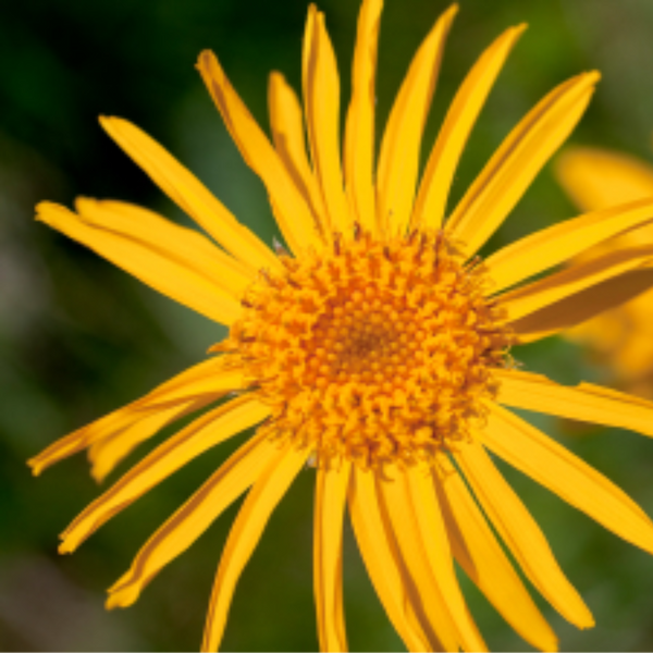 Arnica Herbal Oil