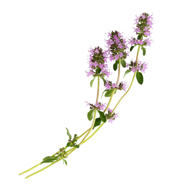 Clary Sage Essential Oil