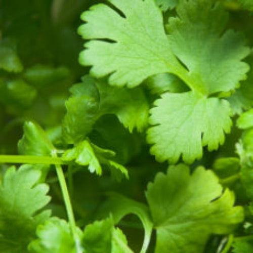 Coriander Herb – Essential Oil - Steam Distilled - 15 ml