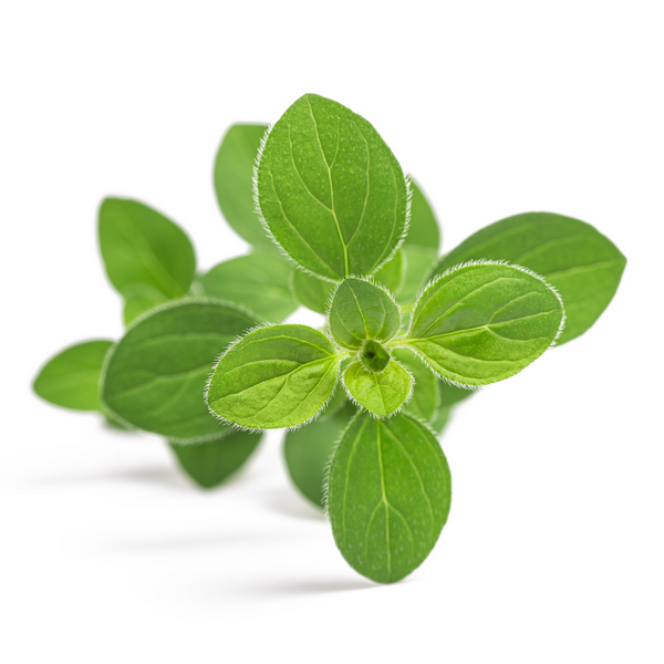 Marjoram Essential Oil