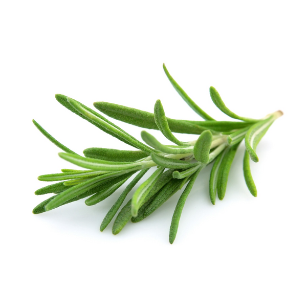 Rosemary Essential Oil
